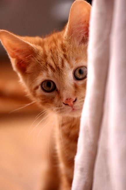 Як чистити вуха кошеняті - як почистити вуха - догляд і виховання