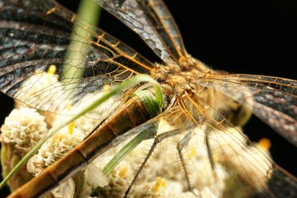 Cum să fotografiezi insectele zburatoare