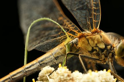 Cum să fotografiezi insectele zburatoare