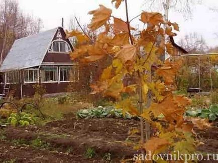 Які дерева і чагарники садити восени на дачі