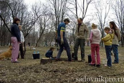 Ce copaci și arbuști să planteze în toamnă în țară?