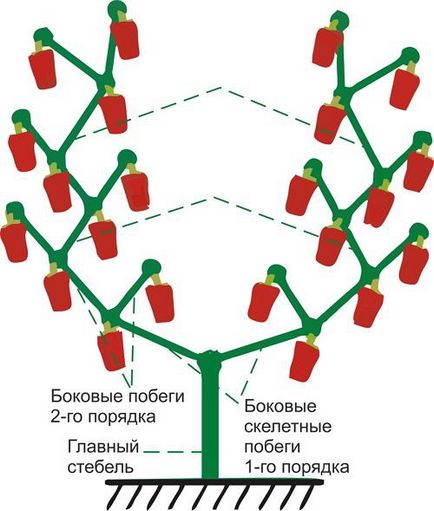 Ce fel de îngrășământ trebuie aplicat la plantarea castraveților, dachasadnik