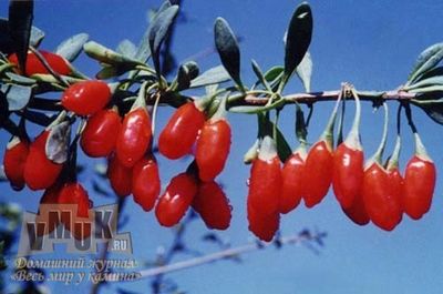 Hogyan lehet megszabadulni a wolfberry a kertben