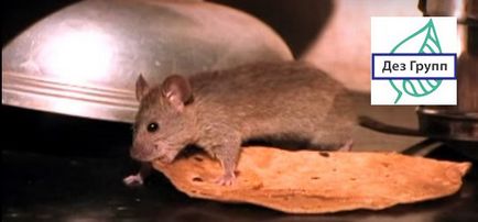 Cum să scapi de caracteristicile șoarecilor de exterminare într-o casă sau un apartament privat