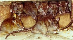 Cum să scapi de șobolani în pivniță