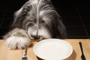 Cum să hrăniți un câine în vârstă Standardele de bază privind nutriția