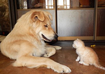 Ca o pisica cu un caine)))) este acest lucru cum sa faci prieteni pentru animalele de companie) - un utilizator de natalya (id824741)