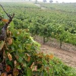 Cum am făcut vinul, atracțiile din Barcelona și Catalonia