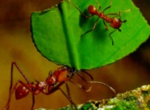 Як мурахи передають інформацію