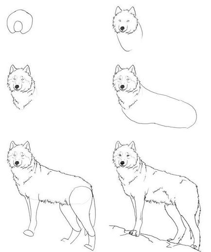 Як намалювати олівцем поетапно дорослого вовка