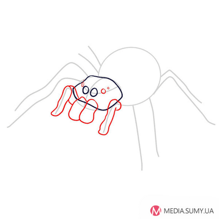 Як намалювати павука-птахоїда олівцем крок за кроком
