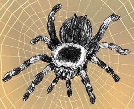 Cum de a desena un păianjen, desen lecții și photoshop