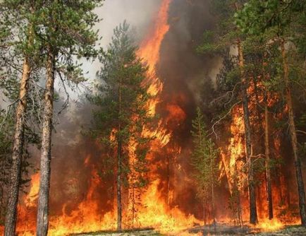 Cum de a desena un poster pe o temă - Aveți grijă de pădure de la un incendiu