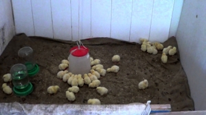Як забезпечити правильний догляд і годування при вирощуванні курчат бройлерів в домашніх умовах
