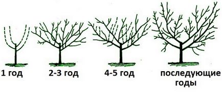 Cum să cultivați arborii corect