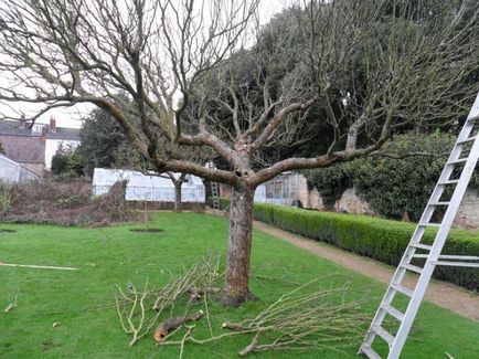 Cum să cultivați arborii corect