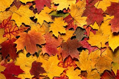 Якого кольору листя восени