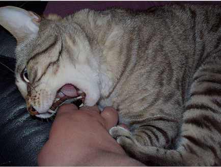 Як відучити кошеня кусати руки господаря