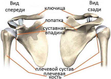 Як віджиманнями від підлоги накачати плечі вправи на дельти -