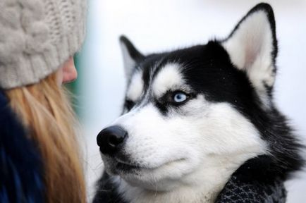 Ce fel de hrană uscată este potrivită pentru husky