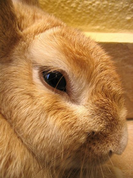 Як поїти кроликів взимку - зимові поїлки для кроликів - розведення