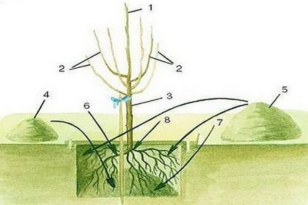 Как да се засадят череши през пролетта, череша размножаване резници