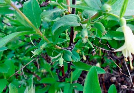Cum să plantezi și să rădăcini tulpina de caprifoi