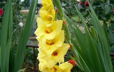 Cum să plantezi în mod corespunzător gladioli și să ai grijă de ele
