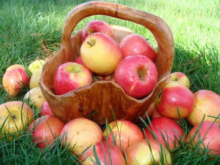 Як правильно зберігати яблука в погребі (підвалі), що б вони довше лежали