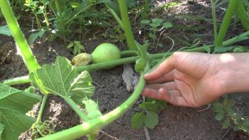 Cum să prindem un pepene verde într-o seră, în aer liber, instrucțiuni