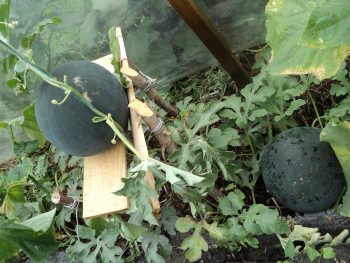 Cum să prindem un pepene verde într-o seră, în aer liber, instrucțiuni