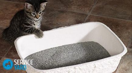 Hogyan kell tanítani a cica a tálca, serviceyard-kényelmes otthon kéznél