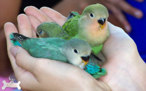 Cum de a obișnui un papagal în mâinile lui, animale de companie