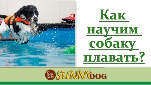 Cum să înveți un câine la apă și înot