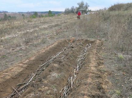 Cum sa faci un pat de rozari cald in 12 pasi