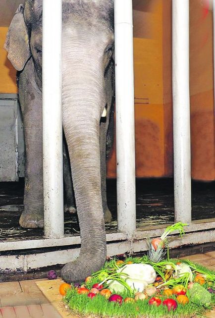 Ca un elefant în grădina zoologică din Kiev a sărbătorit ziua denumirii - știri din Kiev și Ucraina