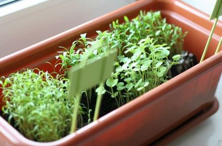 Cum să păstreze arugula pentru căile de iarnă de recoltare a unei plante de salată