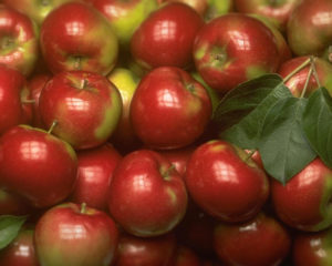 Як зберегти яблука свіжими на зиму 6 способів і 4 умови