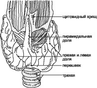 Cum este aranjată glanda tiroidă, câteva cuvinte despre structura și funcțiile glandei tiroide, boli