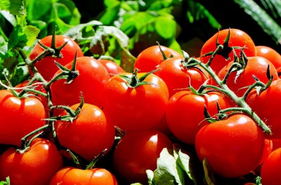 Як вибрати кращий сорт помідорів