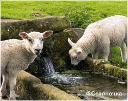 Cum de a alege o oaie bună - seljanochka - portal pentru fermieri, agricultură, animale,