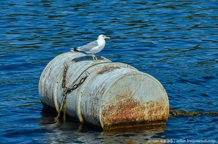 Cum să crești păstrăvul în Lacul Onega este interesant!