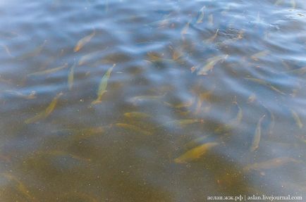 Cum să crești păstrăvul în Lacul Onega este interesant!