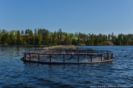 Cum să crești păstrăvul în Lacul Onega este interesant!