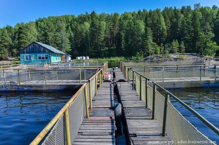 Cum să crești păstrăvul în Lacul Onega este interesant!