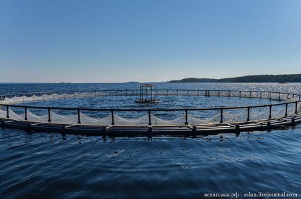 Cum să crești păstrăvul în Lacul Onega este interesant!