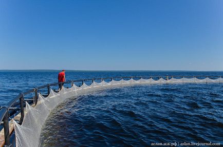 Cum să crești păstrăvul în Lacul Onega este interesant!