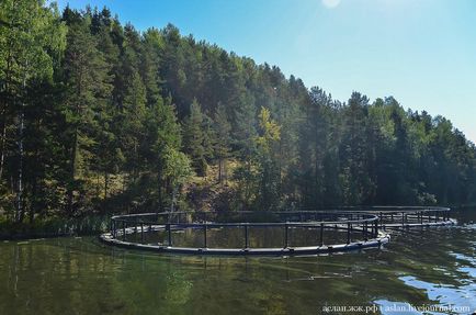 Cum să crești păstrăvul în Lacul Onega este interesant!