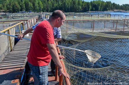 Cum să crești păstrăvul în Lacul Onega este interesant!