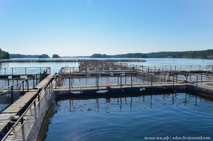 Cum să crești păstrăvul în Lacul Onega este interesant!